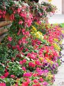 IMG_9920 Typical planter box in Alaska